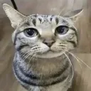 cattered