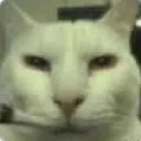 Spageddo
