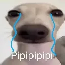 cachorrochorando