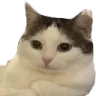Narucat