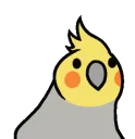 PartyCockatiel2