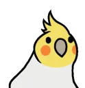 PartyCockatiel1