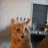 catshocked