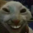 Meo_1_catsmile