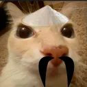 m_dosecat_hionping