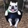 uglydog uglydog