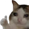 catthumbsup catthumbsup