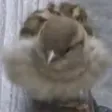 diedaiBorb