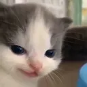 YA_Smirkcat