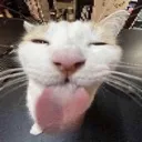 sillycat