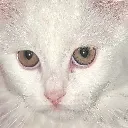 spoonstare