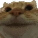 catyes