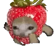 Strawberrycatrun