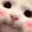 catBlush catBlush