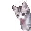 yo
