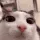 plink