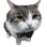 dappercat