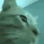 HL_DancingCat_owo
