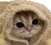 CatCozy