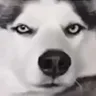 DDoggoWolf Discord Emoji