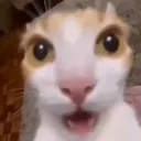 ICatSurprised ICatSurprised