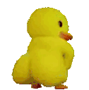 duck_shaking