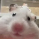 hamstare