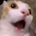 cattosupris