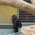 monkey_twerk