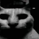 catdespair