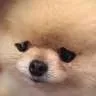 Pomeranian_sad
