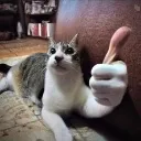 Cat_approved
