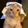 SaudiCat