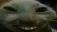 xdd