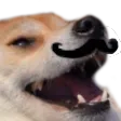 doggostache