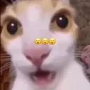 shocked_cat
