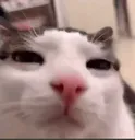 plinkus