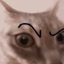 sus