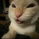 cat_tomfoolery