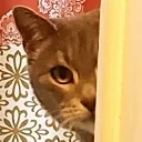 Lurking Lurking