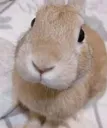 slugus