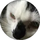 LE