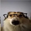 dognerd
