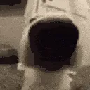 Sniffa