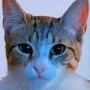BrunoBruh