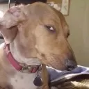 SideEyeDog