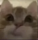 gatito