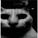 CatDespair CatDespair