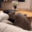 StankFoot