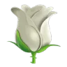 white_rose